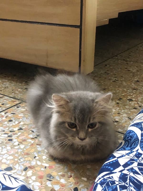 Persian Kitten Grey (with all accessories) 4