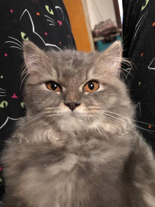 Persian Kitten Grey (with all accessories) 5