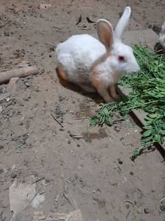 purr white red eye rabbit pair healthy and active