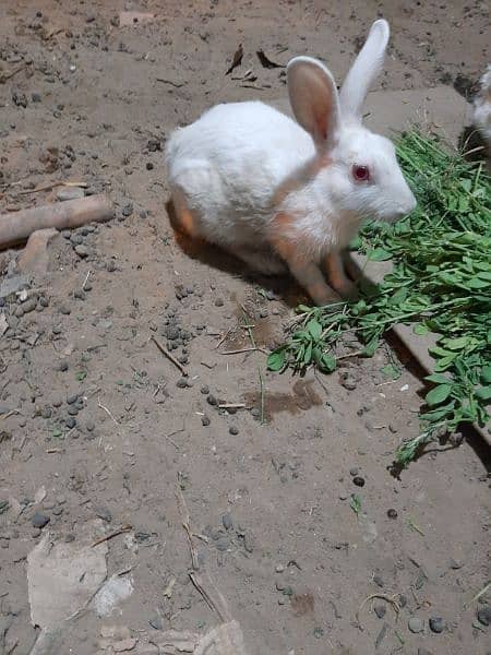 purr white red eye rabbit pair healthy and active 0