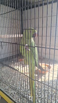 selling pair of katha parrot