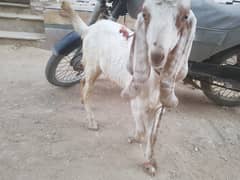 active goats for sale