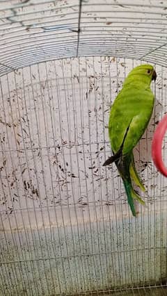 green parrot 0