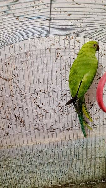 green parrot 0