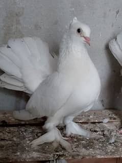 Indian White lucky pigeons and fancy lathhy