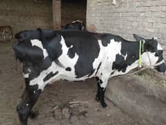 cow ferzion03459752637