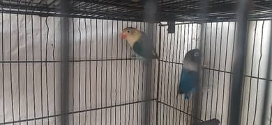 Love Birds Pair