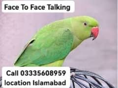 Face To Face Talking Green Ring Neck Female Parrot Jumbo Size