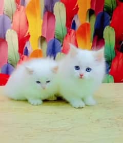 Persian cat for sale my WhatsApp number 03/46/84/44939