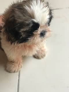 shih tzu