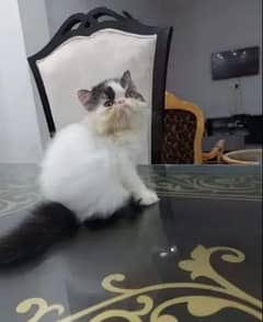 cat for sale vaccine clear sehatmand my WhatsApp 0322=600=88=12