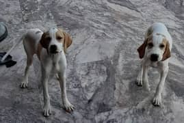 Pointer 4 months pups ready for new owner