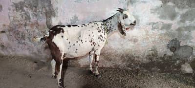 bakri or bakra for sale