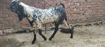 bakri