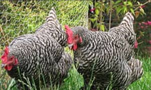 Plymouth barred rock eggs starter hens are available sale