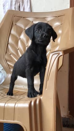 Labrador female