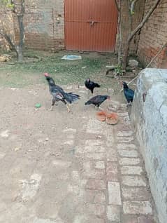 3aseel hen for sale in just 8500contact on whatapp 03248548311