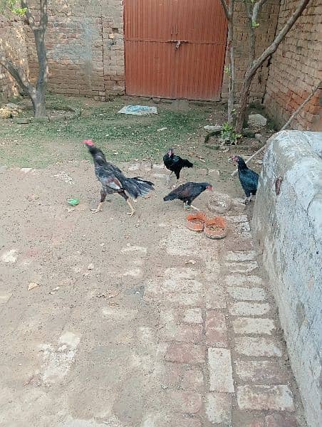 3aseel hen for sale in just 8500contact on whatapp 03248548311 0