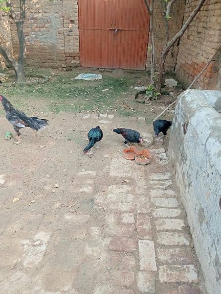 3aseel hen for sale in just 8500contact on whatapp 03248548311 2