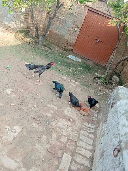 3aseel hen for sale in just 8500contact on whatapp 03248548311 3