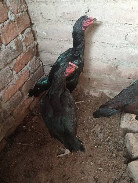 3aseel hen for sale in just 8500contact on whatapp 03248548311 4