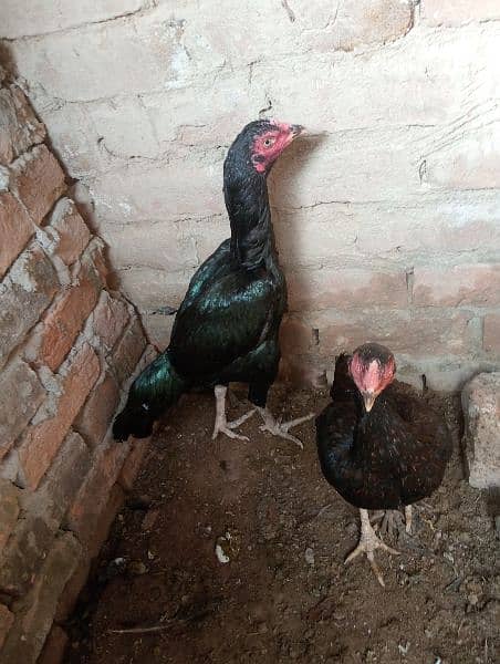 3aseel hen for sale in just 8500contact on whatapp 03248548311 5