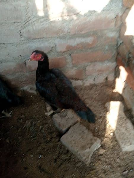 3aseel hen for sale in just 8500contact on whatapp 03248548311 6