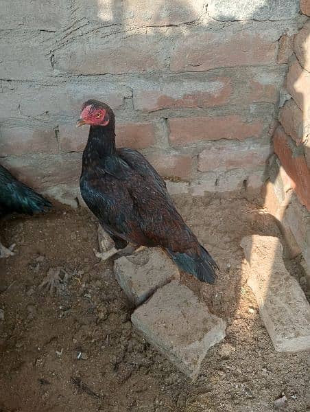 3aseel hen for sale in just 8500contact on whatapp 03248548311 7