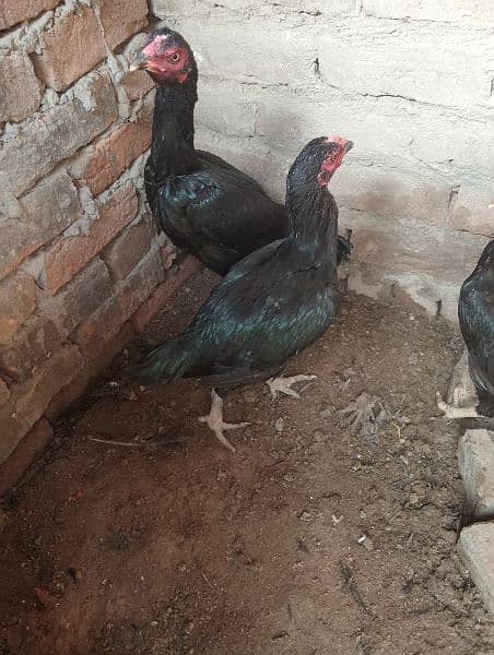 3aseel hen for sale in just 8500contact on whatapp 03248548311 8