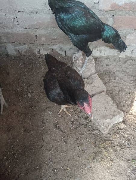 3aseel hen for sale in just 8500contact on whatapp 03248548311 9