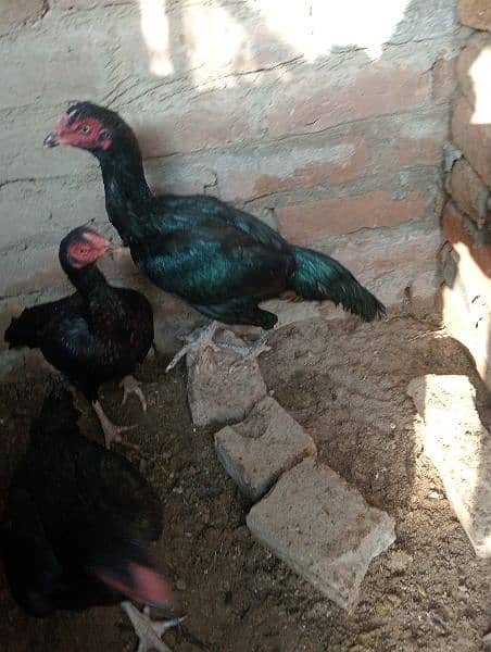 3aseel hen for sale in just 8500contact on whatapp 03248548311 10