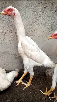 White O Shamo Female for sale