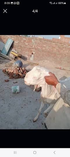 راجن پوری بکری Rajanpuri goat