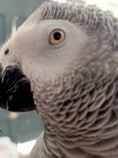 Grey parrot