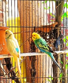 Australian Parrotts urgent sale