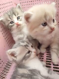 kittens