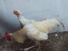 Paper white aseel heera murgi murga pair desi hen