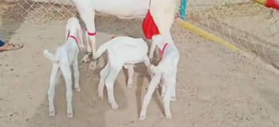 Rajanpuri Bakri Our 3 Bacchon Ka Sath For Sale. (Call"*03124712598)