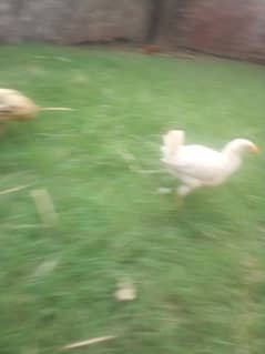 golden misri chicks available. . heathy active and vaccinated