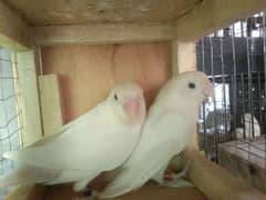 Albino split love birds breeder pair space issue just