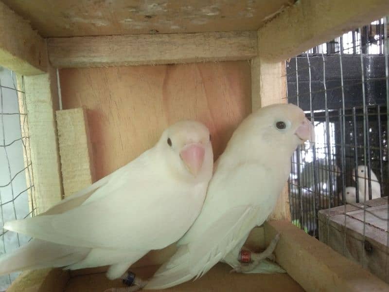 Albino split love birds breeder pair space issue just 0