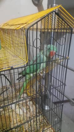 Raw Parrot For Sale