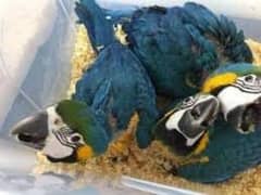 blue Macau parrot chicks for sale very 0334/0644/293