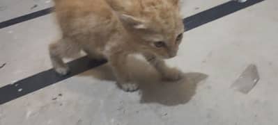 small golden kitten of 01 month