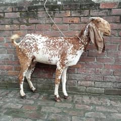 Makhi cheeni bakri for sale 03084493683