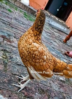 British Sebright Bantam (Golden) || Available with Eggs