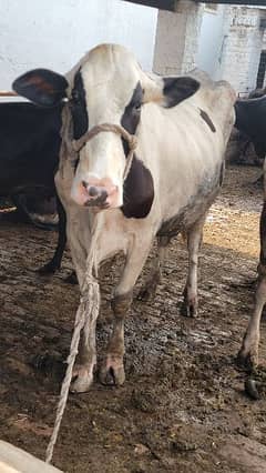 Fresian Cow for Sale