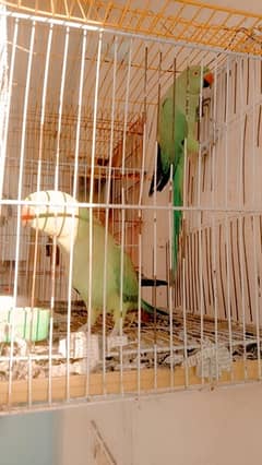 green parrot for sale