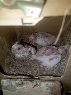 cocktail eno red eye 3 chicks for sale Best for hand tamed