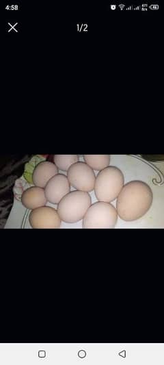 Fertile Aseel eggs 0